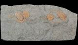 Two Lonchodomas & Two Asaphellus Trilobites - Morocco #62662-1